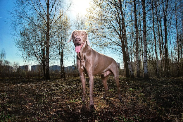 Foto cane felice nella periferia della città dietro il sole splende con bagliori