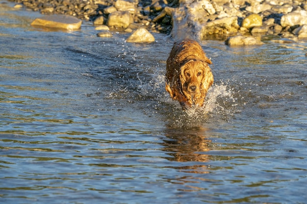 Счастливая собака кокер-спаниель веселится на реке
