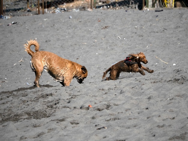 写真 浜辺で遊んでいる幸せなコッカー・スパニエル犬