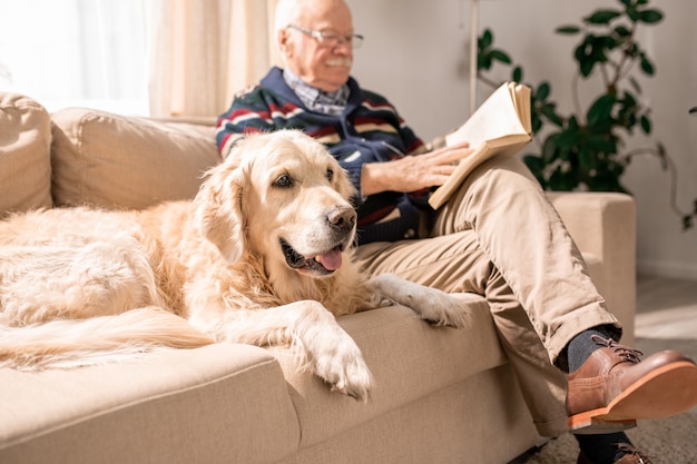 老人とソファの上の幸せな犬