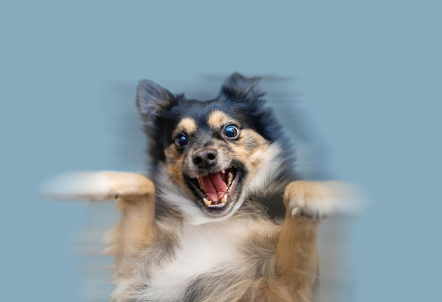 Photo happy dog dancing