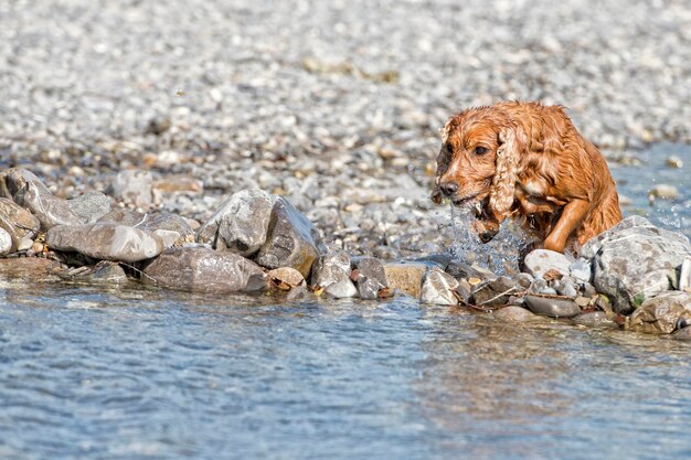 Happy Dog English cocker spaniel while running to you