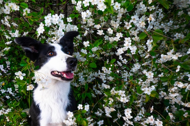 A happy dog in flowers the pet is smiling