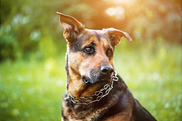 Happy dog on green grass