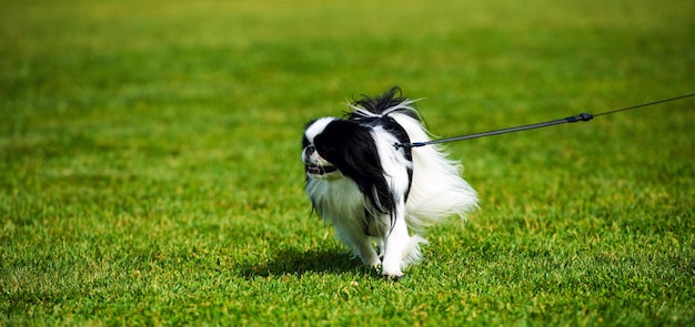 Photo happy dog on green grass