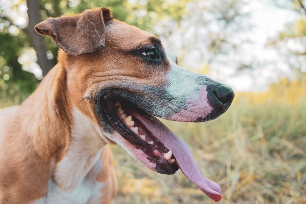 自然の中で幸せな犬の肖像画。舌を突き出し、側面図のヘルシーなかわいいスタッフォードシャーテリア。