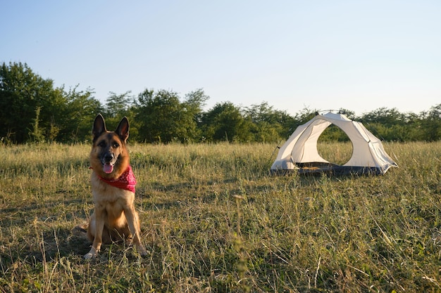 キャンプの近くの幸せな犬 自然の中の活発な犬 ペットとの旅行のコンセプト