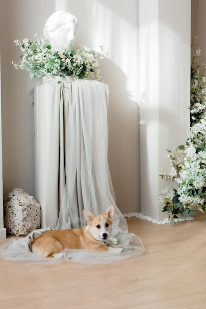 Happy dog pet corgi breed background studio