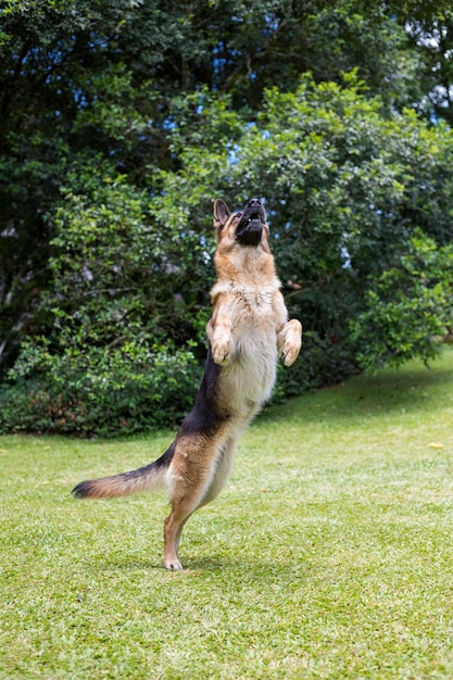 幸せな犬の演奏、犬のジャーマンシェパード、孤立