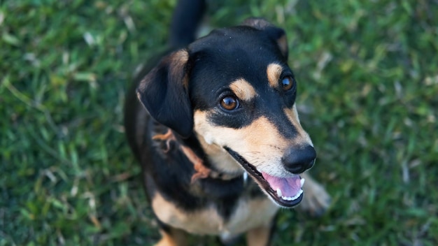 幸せな犬の肖像画