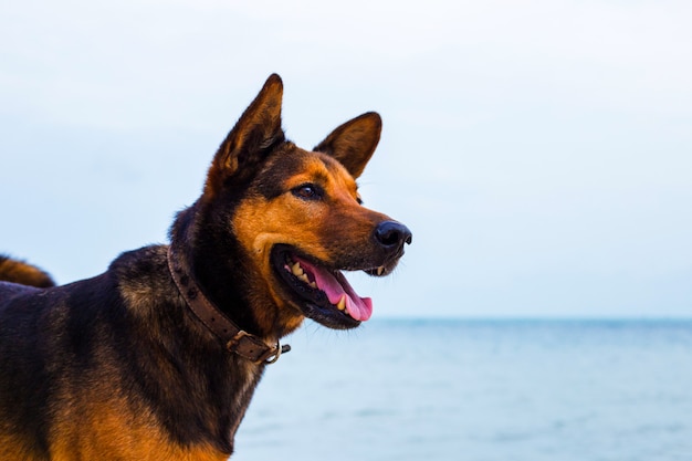 Happy dog relaxing on the beach.