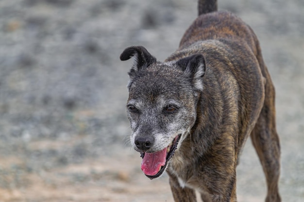 Foto cane felice che corre attraverso il campo vista ravvicinata