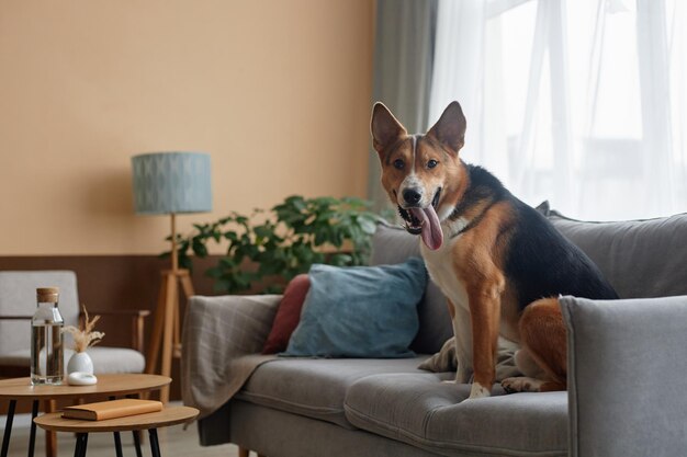 Фото Счастливая собака сидит на диване и смотрит на камеру в доме