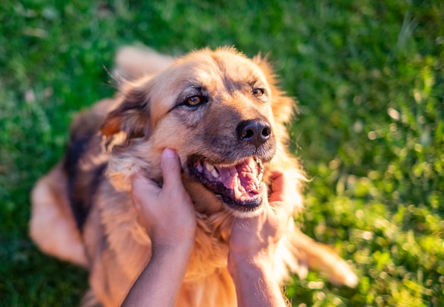 Happy dog smiling with human hands stroking him