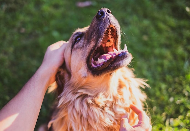 Happy dog smiling with human hands stroking him