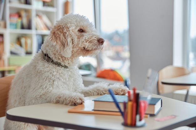 Happy dog student is sitting in elementary school classroom and preparing to lessons