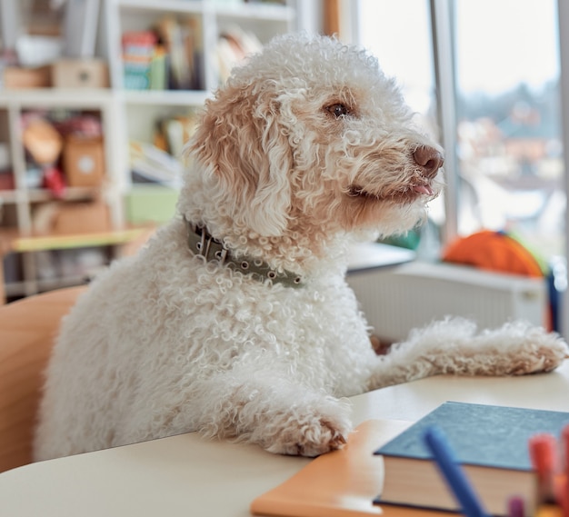 幸せな犬の生徒は小学校の教室に座って授業の準備をしています