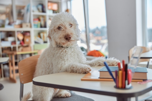 Happy dog student is sitting in elementary school classroom and preparing to lessons