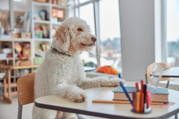 Happy dog student is sitting in elementary school classroom and preparing to lessons