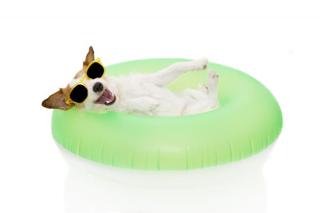 HAPPY DOG SUMMER GOING ON VACATIONS INSIDE A INFLATABLE AND GLASSES. 
