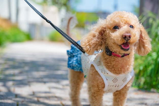 Happy dog on a walk