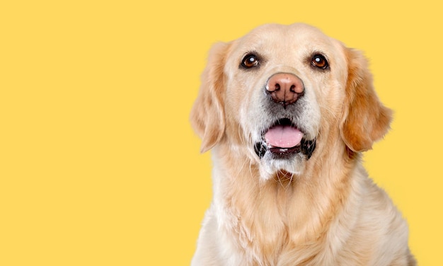 黄色の背景に幸せな犬