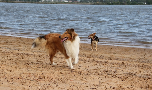 happy dogs playing on the beach