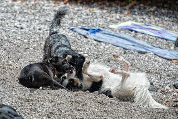 happy dogs playing on the beach