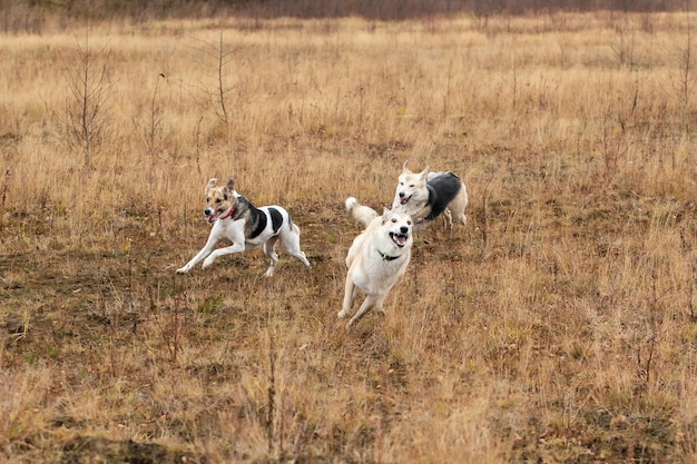 Happy dogs running in autumnal countryside Cloudy day