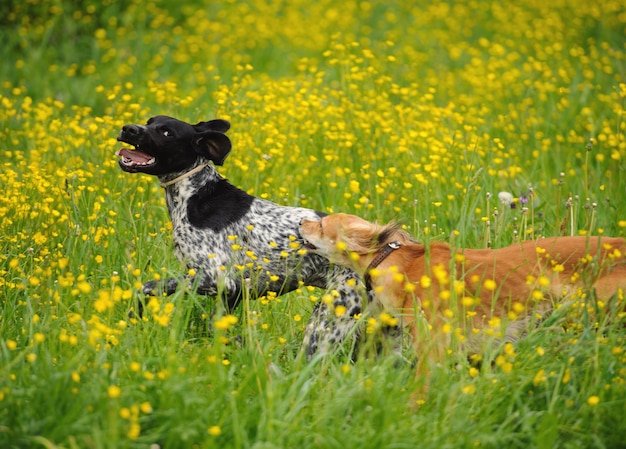 Happy dogs running through a meadow with buttercups
