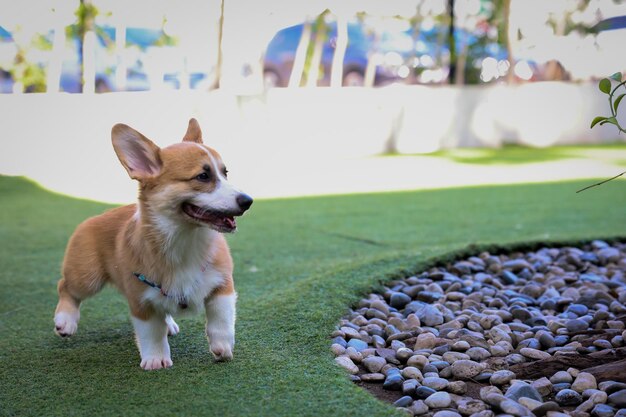 행복한 개 웨일스 코기 펨브로크(Welsh Corgi Pembroke)는 친구들과 함께 인조 잔디가 있는 애완동물 공원에서 놀고 운동을 합니다.