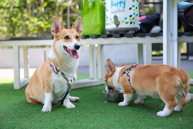 Счастливые собаки вельш-корги пемброк с друзьями играют и тренируются вместе в парке для домашних животных с искусственной травой
