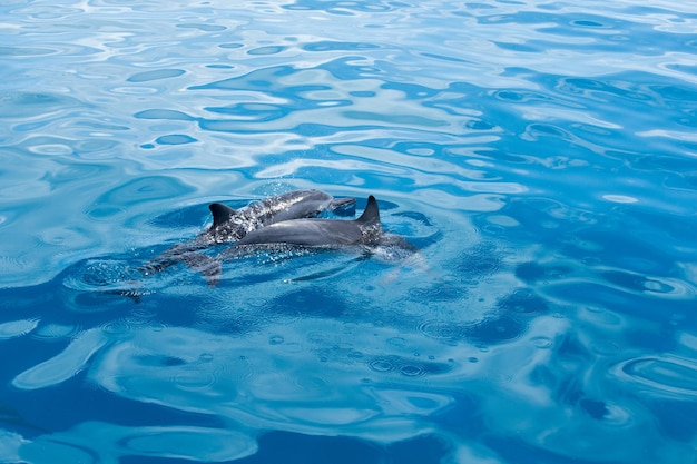 Foto delfini felici nell'acqua