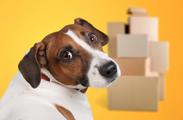 Happy domestic dog with delivery boxes.