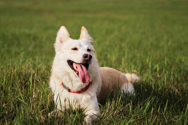 A happy domestic dog without a breed White mongrel dog walks in the park