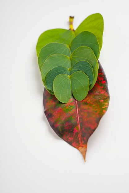 Happy Dussehra greeting card , green apta leaf and rice, Indian festival dussehra