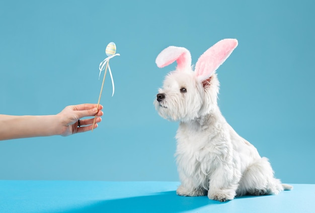 Happy Easter-concept Voorbereiding op de vakantie Leuke witte hond kijkt naar paaseieren Lente briefkaart