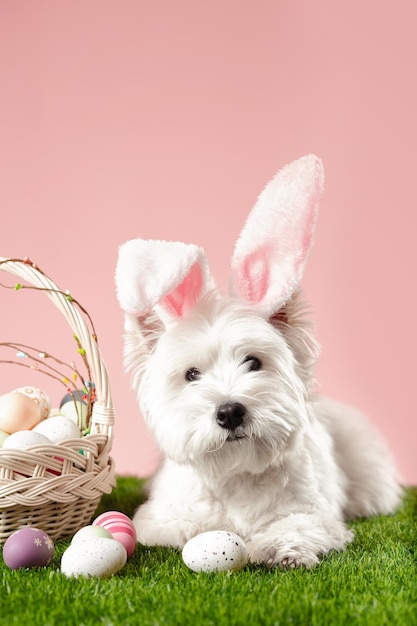 Happy Easter-concept Voorbereiding op de vakantie Leuke witte hond naast kleurrijke paaseieren Lente briefkaart