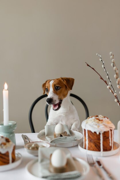 Foto felice pasqua cute jack russell terrier cane seduto alla tavola di pasqua servita all'interno