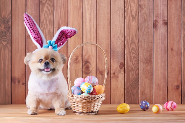 Foto buon giorno di pasqua uova colorate nel cestello e simpatici cuccioli pomerania razza mista cane pechinese indossare orecchie da coniglio seduto su sfondo pavimento in legno