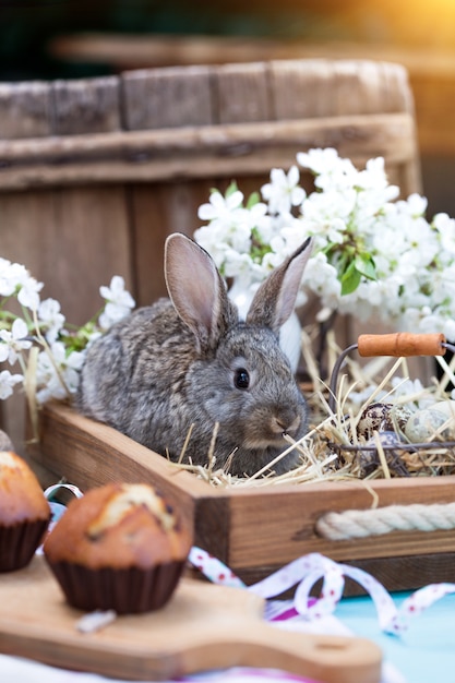 Happy easter - little rabbit with a basket of eggs  and cupcakes on the background of cherry blossoms