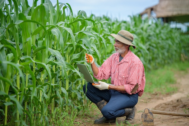 A happy elderly man who is a senior farmer using a laptop examining corn leaves