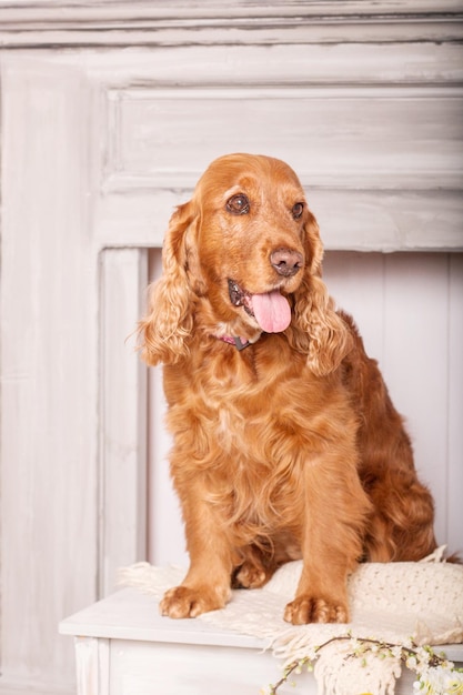 花と幸せなイングリッシュ ・ コッカー ・ スパニエル犬の肖像画