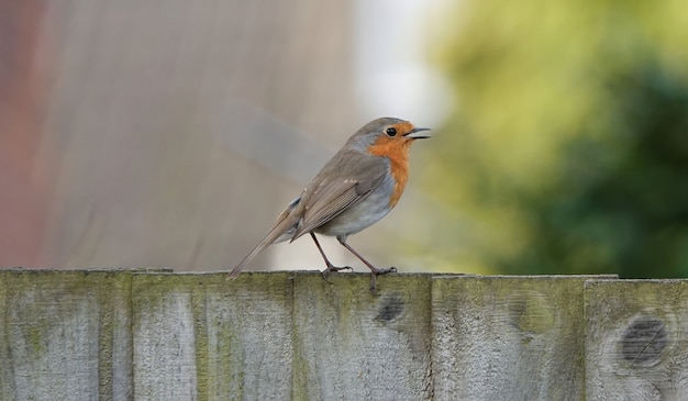 Happy European robin bird standing on wooden boards with an open mouth