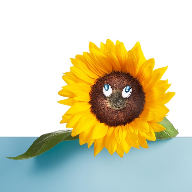 happy face of sunflower with blue eyes, and leaves on white background