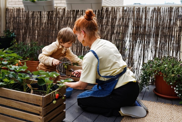 Photo happy family consisting of a mother and her little son picking strawberries in the backyard garden