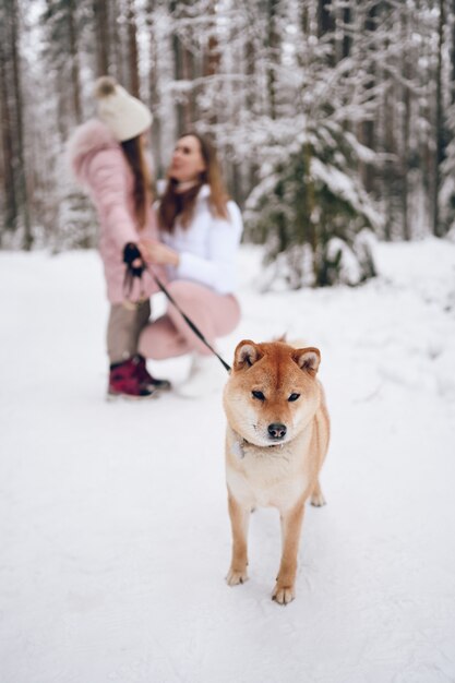 Happy family young mother and little cute girl in pink warm outwear walking having fun with red shiba inu dog in snowy white cold winter forest outdoors. Family sport vacation activities.