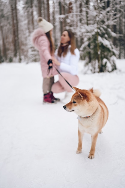 Happy family young mother and little cute girl in pink warm outwear walking having fun with red shiba inu dog in snowy white cold winter forest outdoors