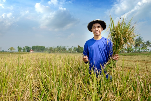 Happy farmer harvest paddy in rice field Thailand