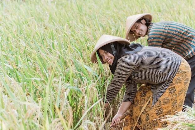 Agricoltori felici raccolgono il riso insieme alle falci durante il giorno